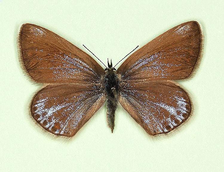 Polyommatus icarus female (aberrant form fusca-caerulescens) (Internet Image property of respective owner, non-commercial use only)